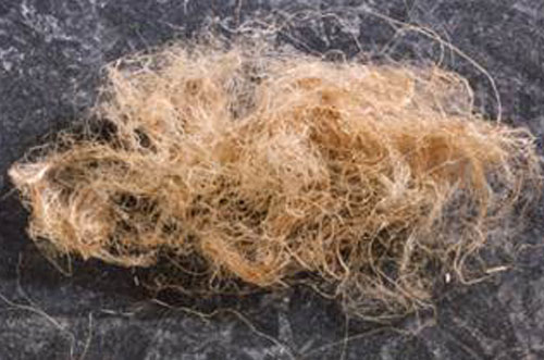 Fibre de chanvre naturelle pour usages industriels et biosourcés